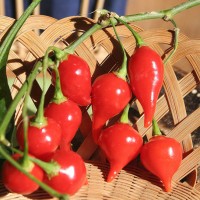 PEPERONCINO CHUPETINHO (CIU' CIU' BRASILIANO)