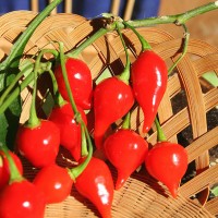 PEPERONCINO CHUPETINHO (CIU' CIU' BRASILIANO)