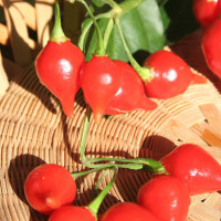 PEPERONCINO CHUPETINHO (CIU' CIU' BRASILIANO)