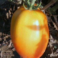 POMODORO SAN MARZANO RIBELLE DA PALO