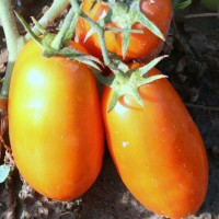 POMODORO SAN MARZANO RIBELLE DA PALO