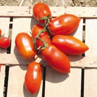 POMODORO SAN MARZANO RIBELLE DA PALO