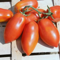 POMODORO SAN MARZANO RIBELLE DA PALO