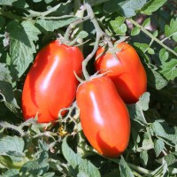 POMODORO SAN MARZANO RIBELLE DA PALO