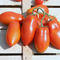 POMODORO SAN MARZANO RIBELLE DA PALO