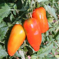 POMODORO SAN MARZANO CIRANO F1