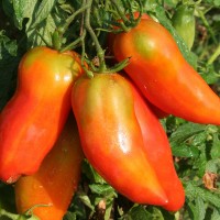 POMODORO SAN MARZANO CIRANO F1