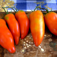 POMODORO SAN MARZANO CIRANO F1