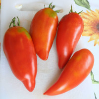 POMODORO SAN MARZANO CIRANO F1