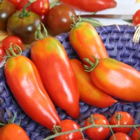 POMODORO SAN MARZANO CIRANO F1