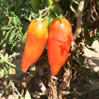 POMODORO SAN MARZANO CIRANO F1