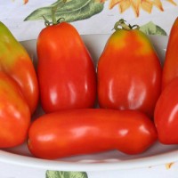 POMODORO SAN MARZANO SCATOLONE