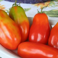 POMODORO SAN MARZANO SCATOLONE