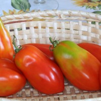 POMODORO SAN MARZANO SCATOLONE