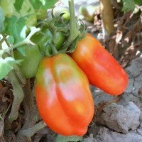 POMODORO SAN MARZANO SCATOLONE