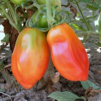 POMODORO SAN MARZANO SCATOLONE