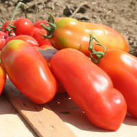 POMODORO SAN MARZANO SCATOLONE