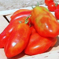 POMODORO SAN MARZANO SCATOLONE