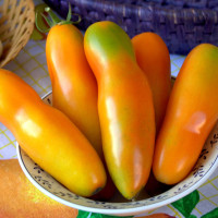 POMODORO SAN MARZANO MARZANROSSO