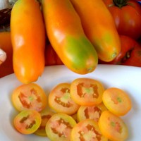 POMODORO SAN MARZANO MARZANROSSO