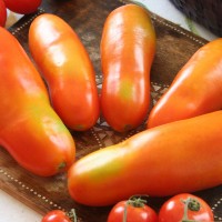 POMODORO SAN MARZANO MARZANROSSO