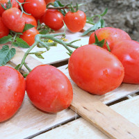 POMODORO SAN MARZANO OLIVER F1