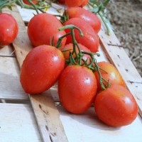 POMODORO SAN MARZANO OLIVER F1