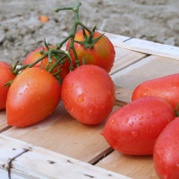 POMODORO SAN MARZANO OLIVER F1