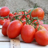 POMODORO SAN MARZANO OLIVER F1