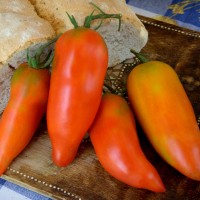 POMODORO SAN MARZANO DA PALO MEDITERRANEO F1