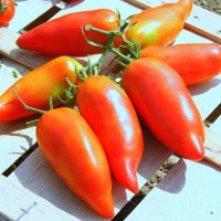 POMODORO SAN MARZANO CIRANO F1