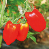 POMODORO SAN MARZANO ADAMO F1