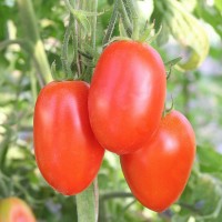 POMODORO SAN MARZANO ADAMO F1