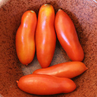 POMODORO SAN MARZANO CORNO F1