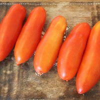 POMODORO SAN MARZANO MARZANROSSO