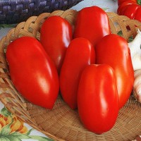 POMODORO SAN MARZANO SCATOLONE