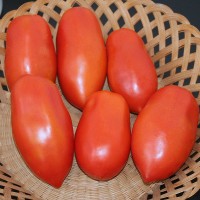 POMODORO SAN MARZANO RIBELLE DA PALO