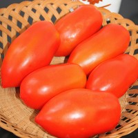 POMODORO SAN MARZANO F1