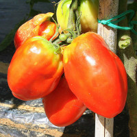 POMODORO SAN MARZANO SCATOLONE