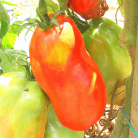 POMODORO SAN MARZANO SCATOLONE