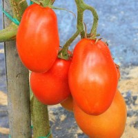 POMODORO SAN MARZANO F1