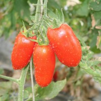 POMODORO SAN MARZANO F1