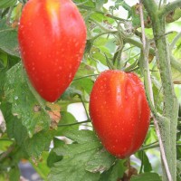 POMODORO SAN MARZANO F1