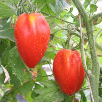 POMODORO SAN MARZANO F1