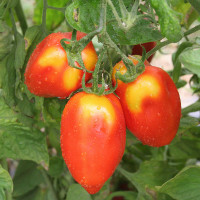 POMODORO SAN MARZANO F1