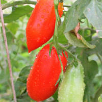 POMODORO SAN MARZANO CORIANNE F1