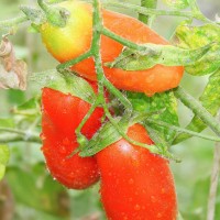 POMODORO SAN MARZANO CORIANNE F1