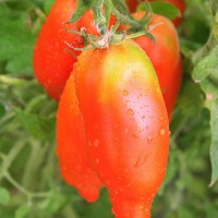 POMODORO SAN MARZANO F1