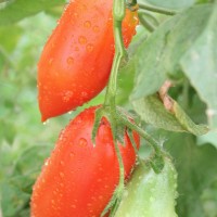 POMODORO SAN MARZANO F1