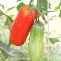 POMODORO SAN MARZANO SCATOLONE